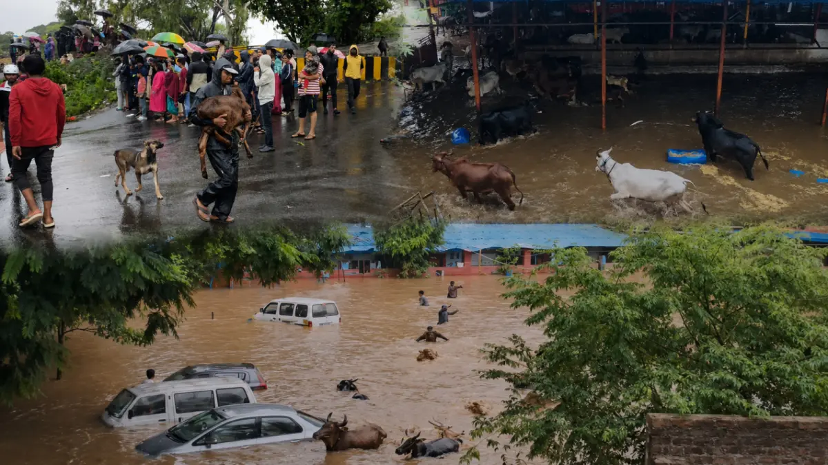 Floodwaters Enter Gaushala Near Pavana Riverbank in Chinchwadgaon; Citizens Rush to Rescue Cattle and Goats
